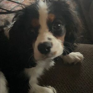 Meet your Posher, Carly